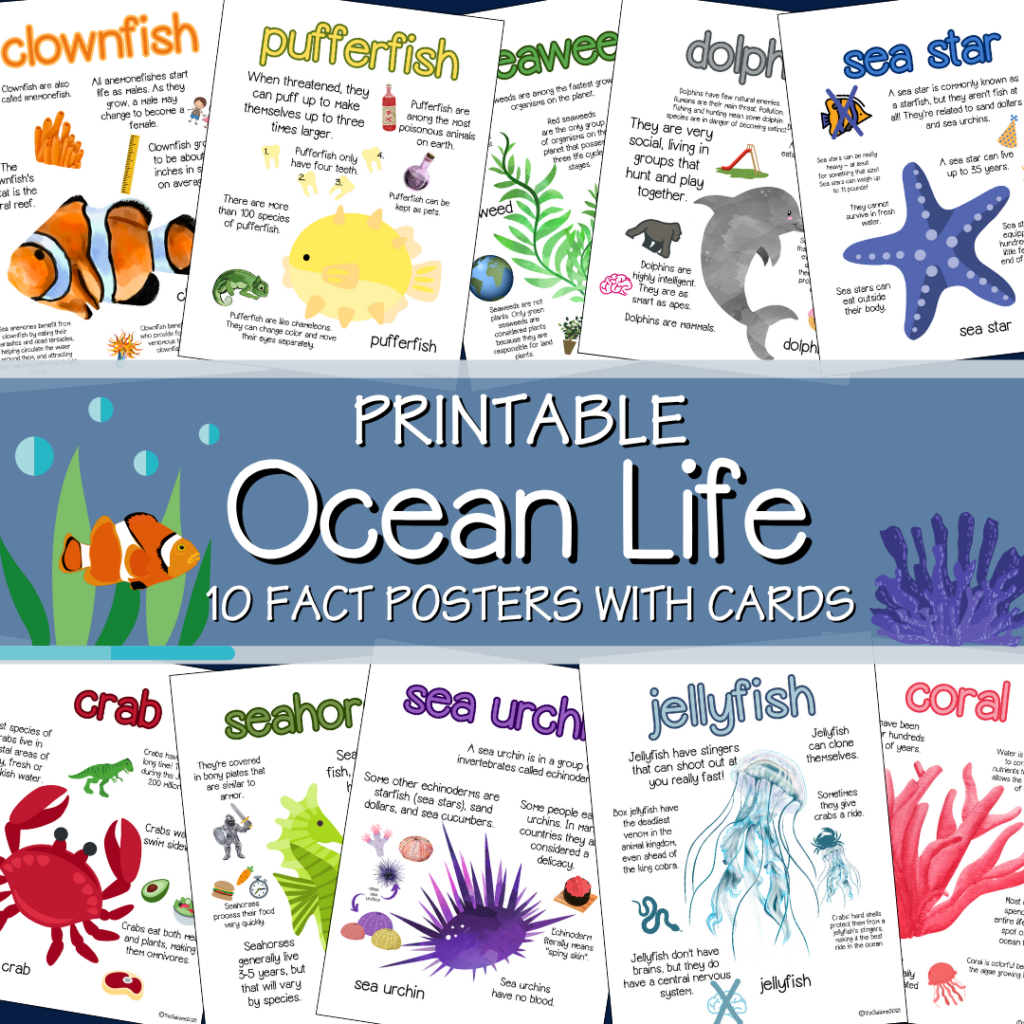 ocean-facts-for-preschool
