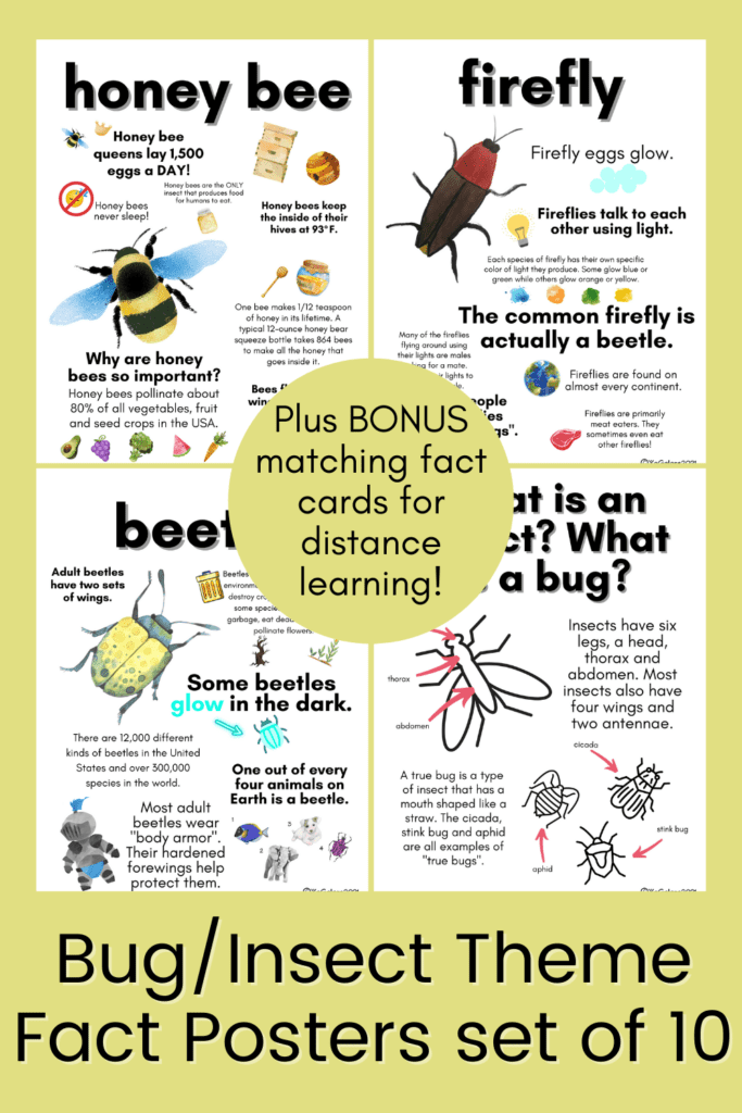 Fact About Bugs Kids Love Learning Insect Interesting Facts