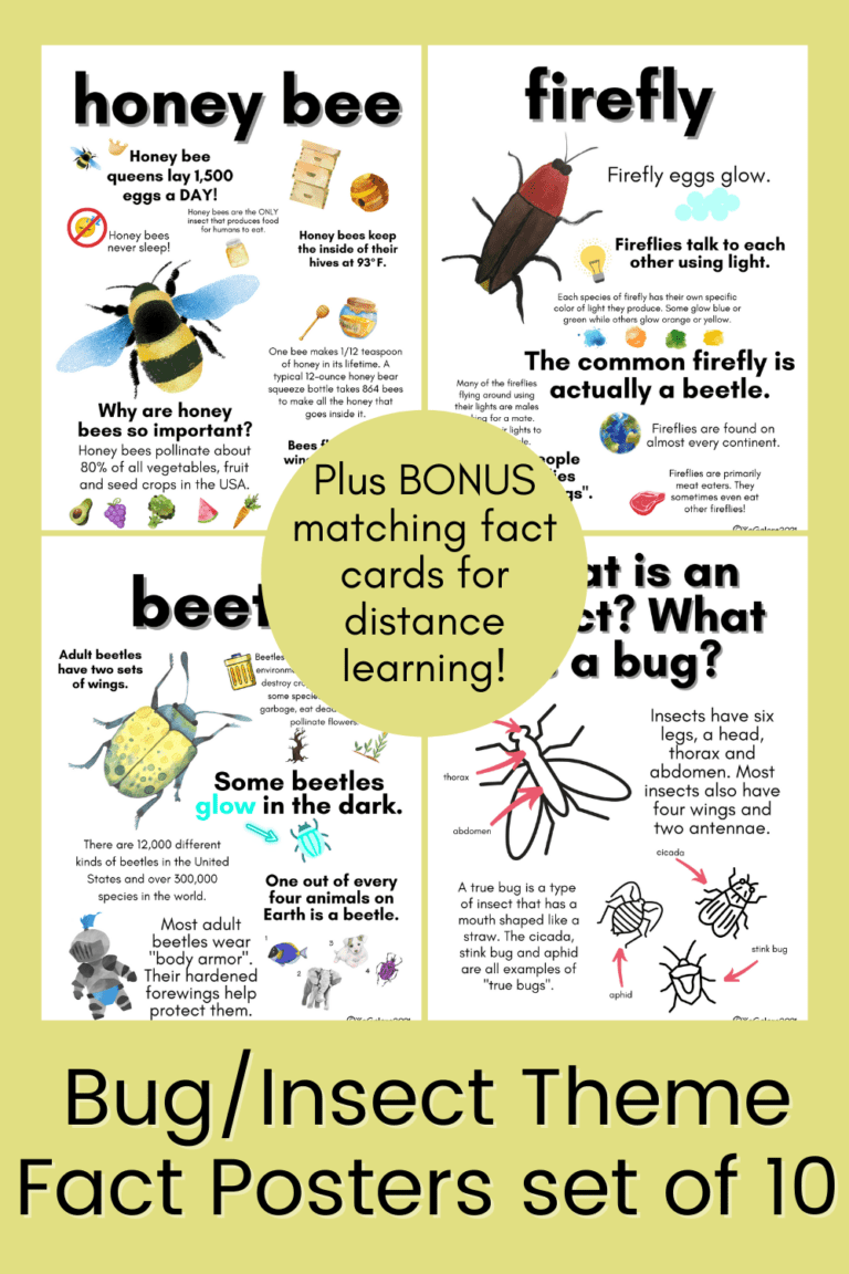 fact-about-bugs-kids-love-learning-insect-interesting-facts