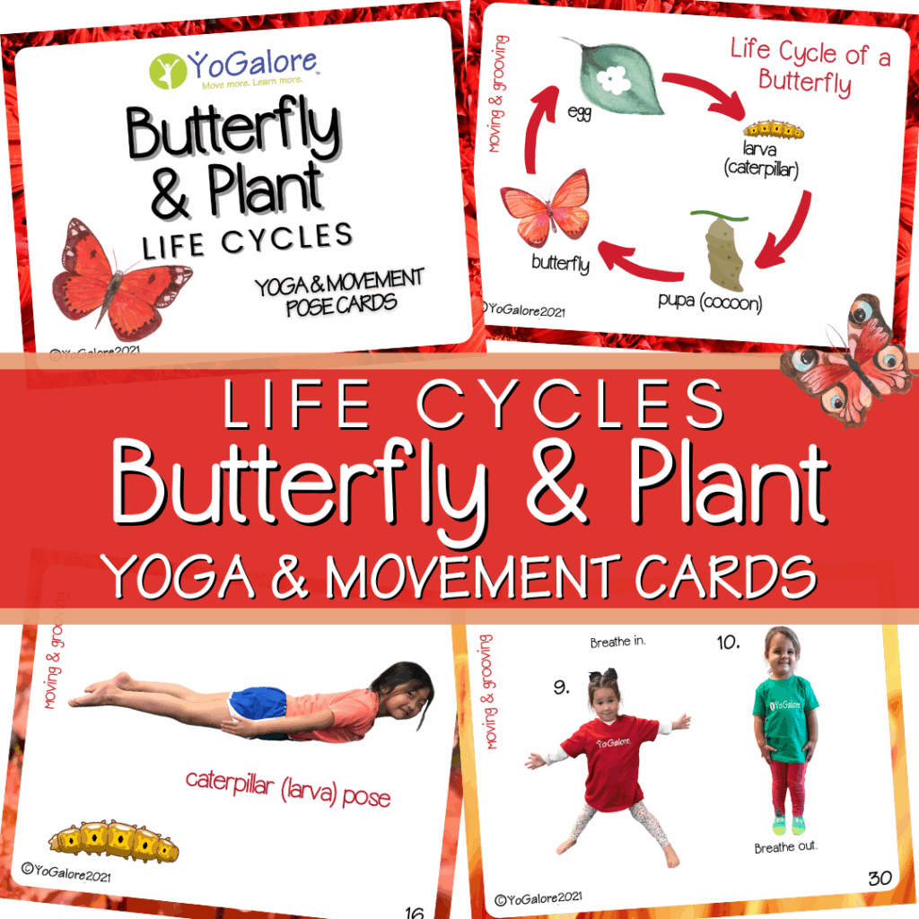 a-butterfly-life-cycle