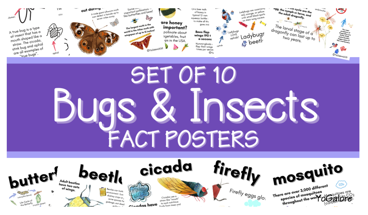 cool-facts-about-bugs