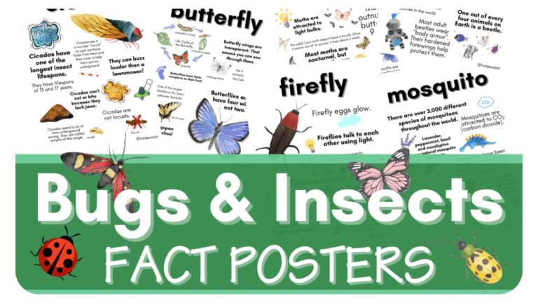 Fact About Bugs: Kids Love Learning Insect Interesting Facts