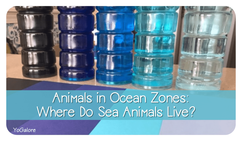 animals-in-ocean-zones