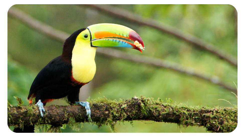 rainforest-theme-for-classroom